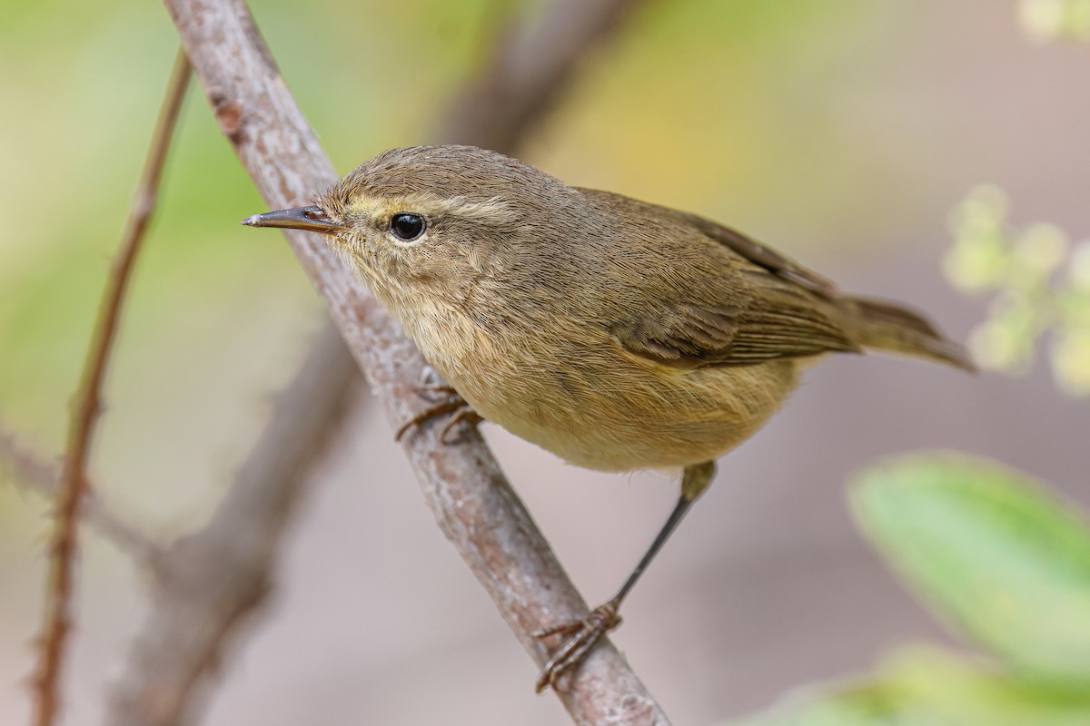 Canary Islands Chiffchaff - ML624159593