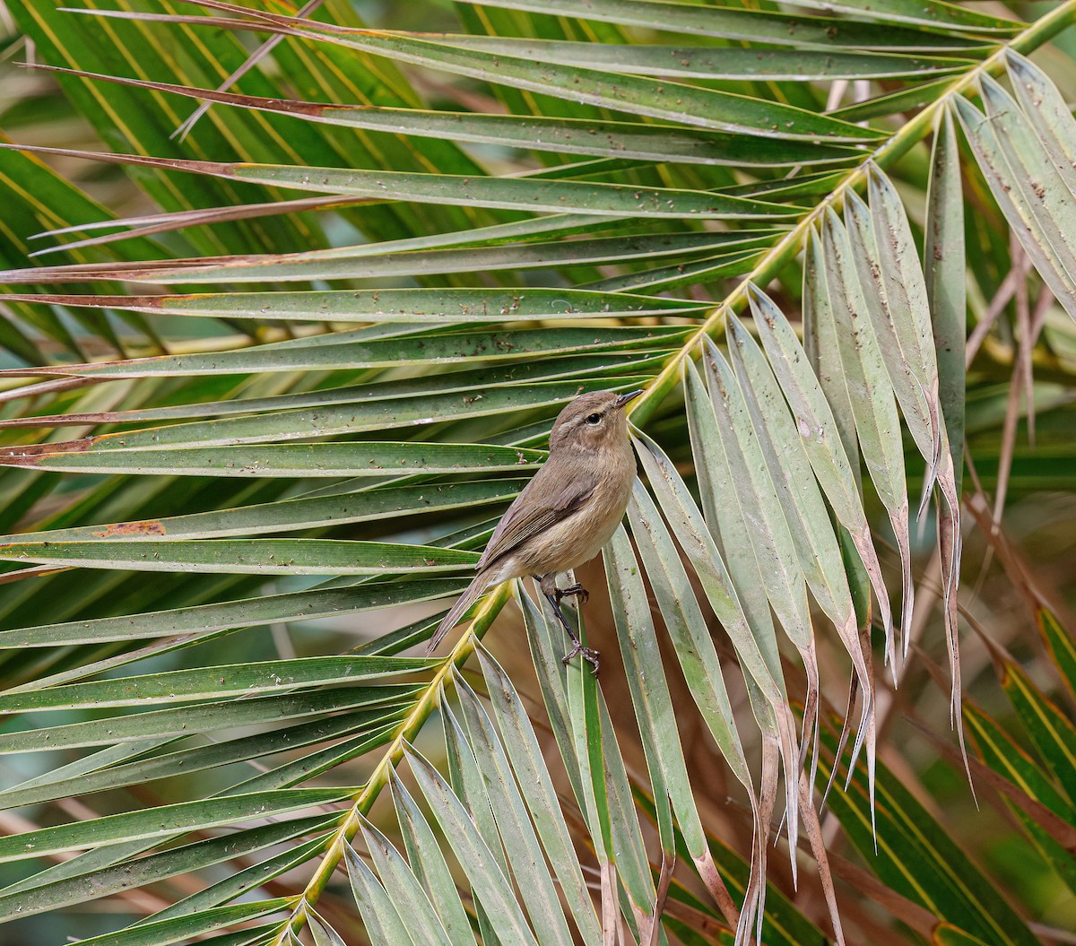 Canary Islands Chiffchaff - ML624159617
