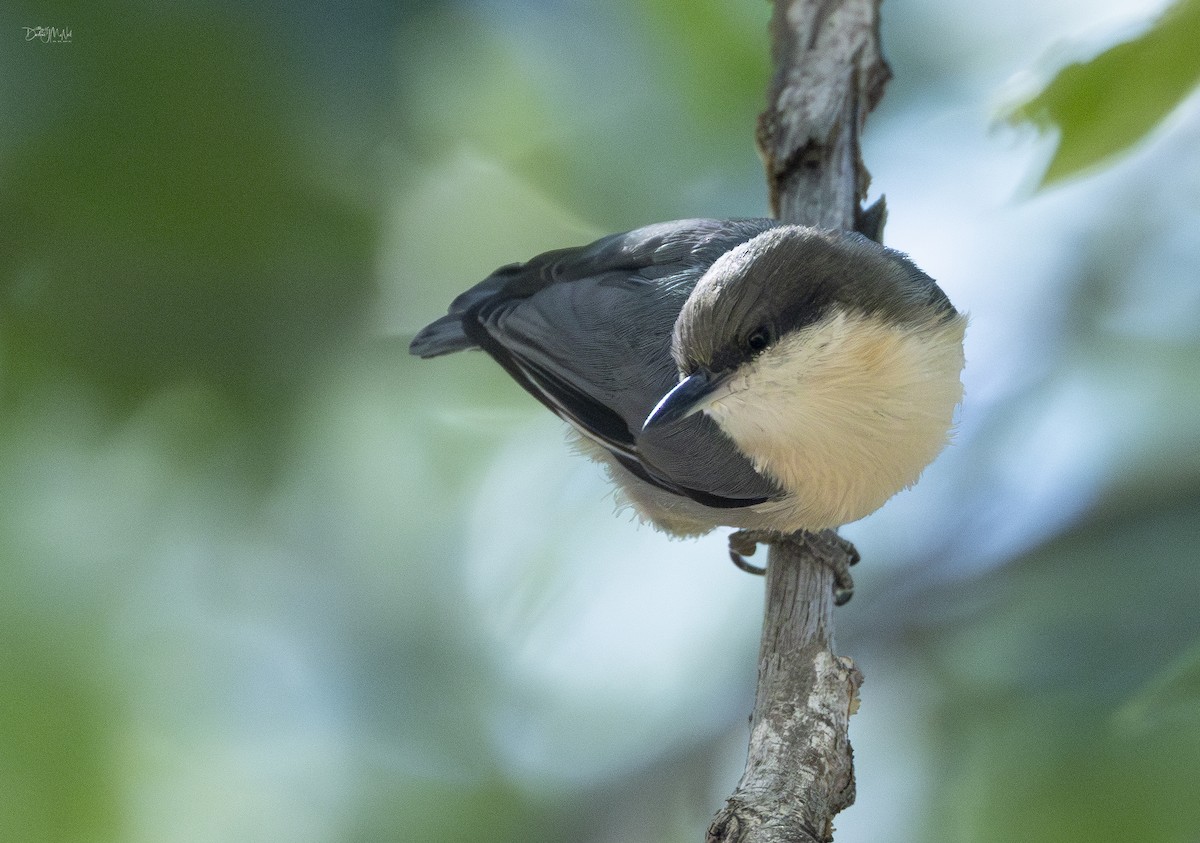 Pygmy Nuthatch - ML624159620