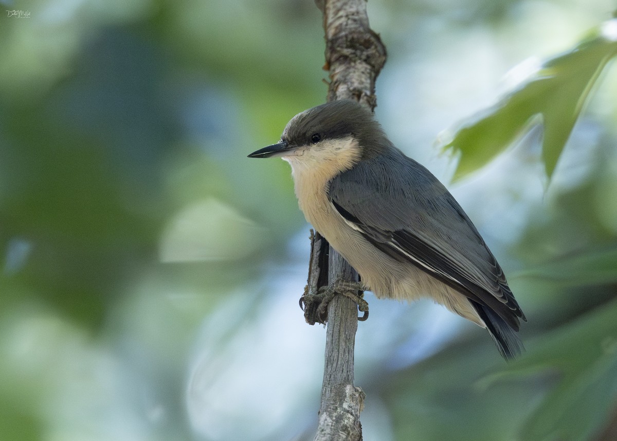 Pygmy Nuthatch - ML624159621