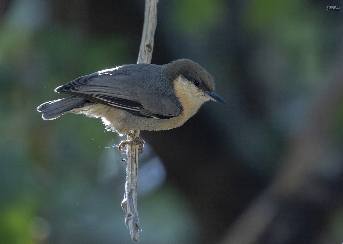 Pygmy Nuthatch - ML624159622