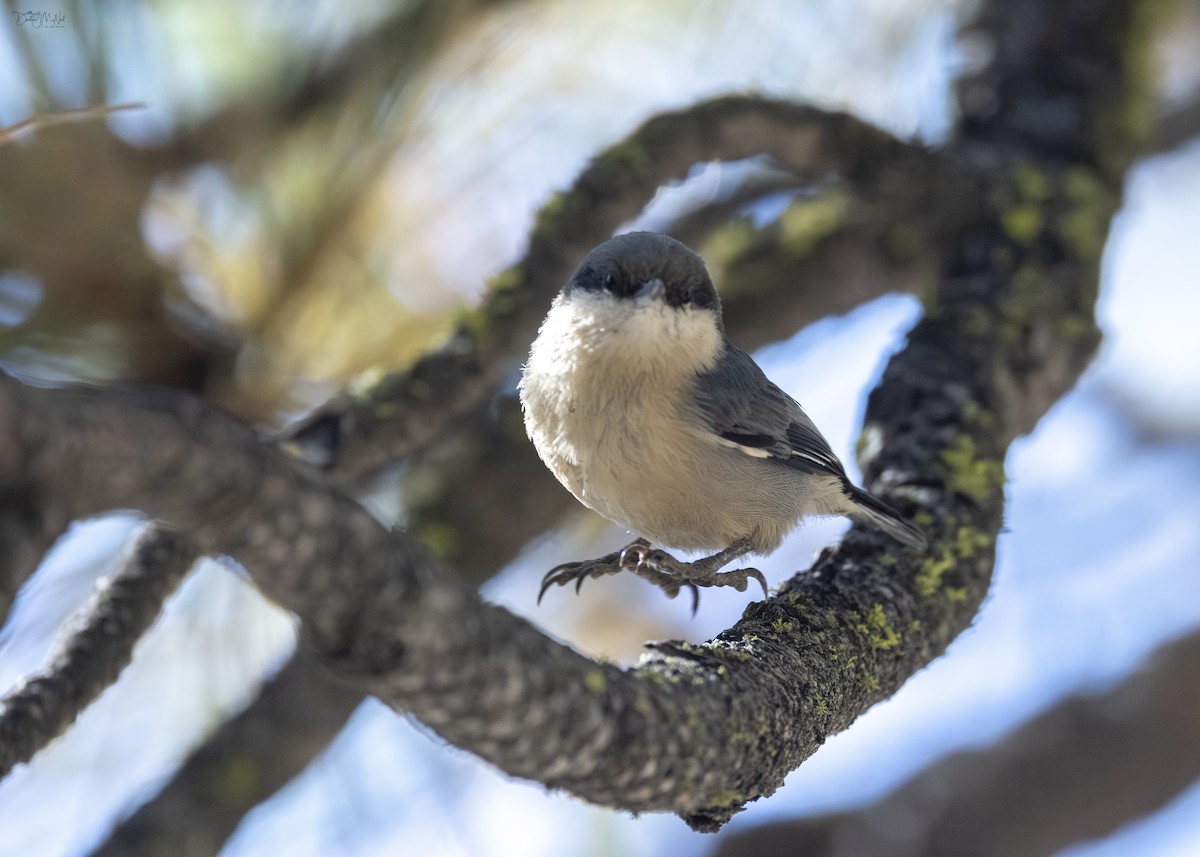 Pygmy Nuthatch - ML624159623