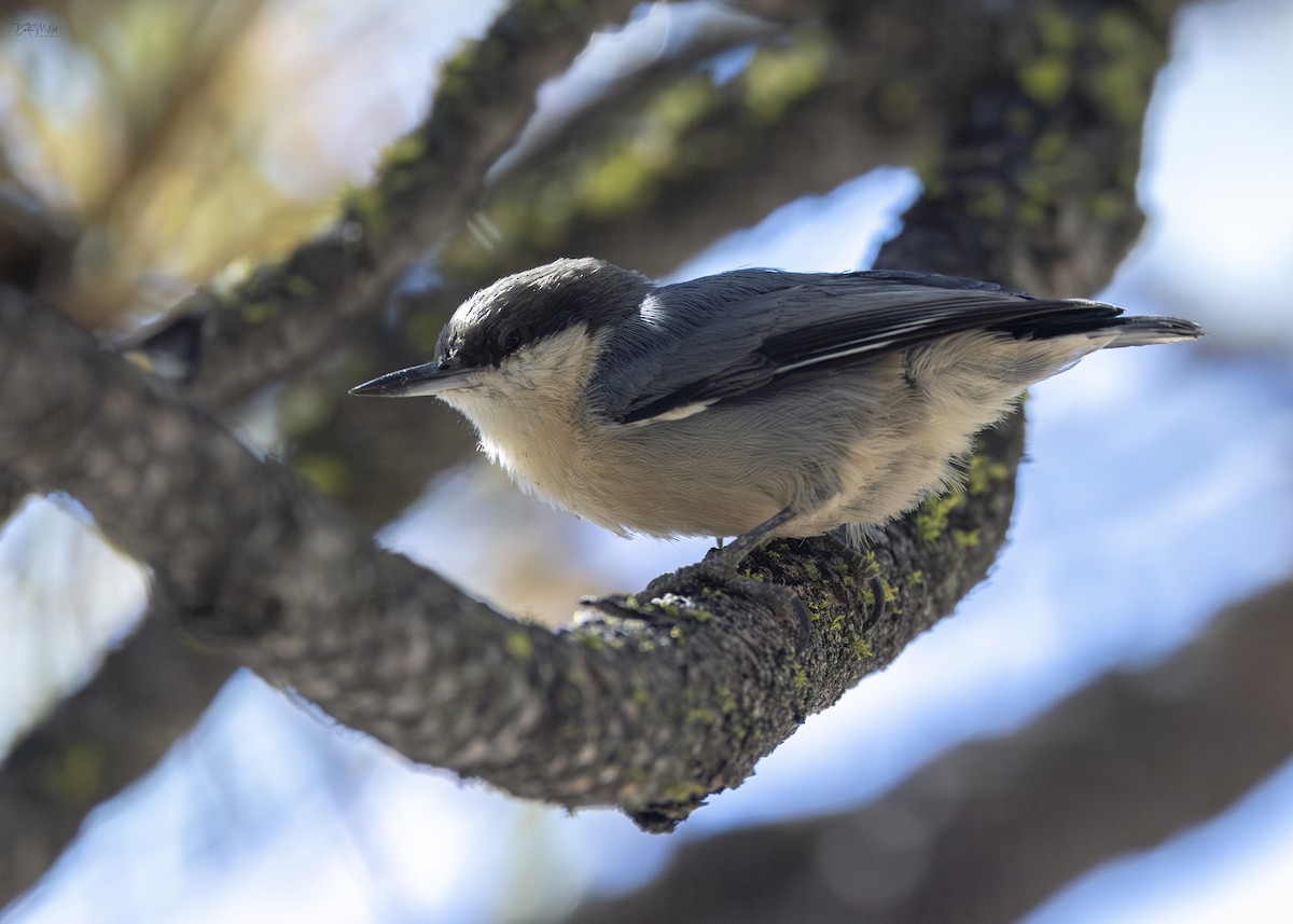 Pygmy Nuthatch - ML624159624