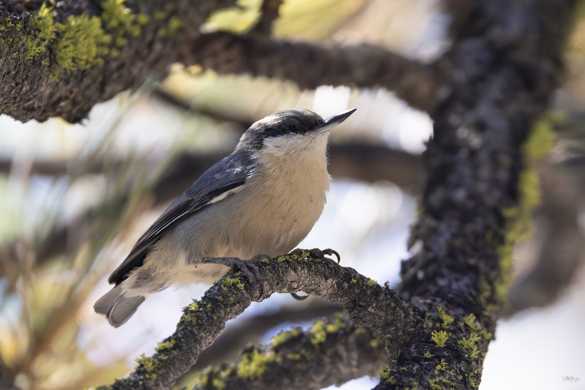 Pygmy Nuthatch - ML624159625