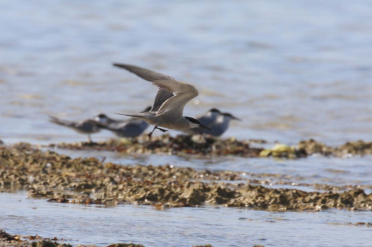 White-cheeked Tern - ML624159643