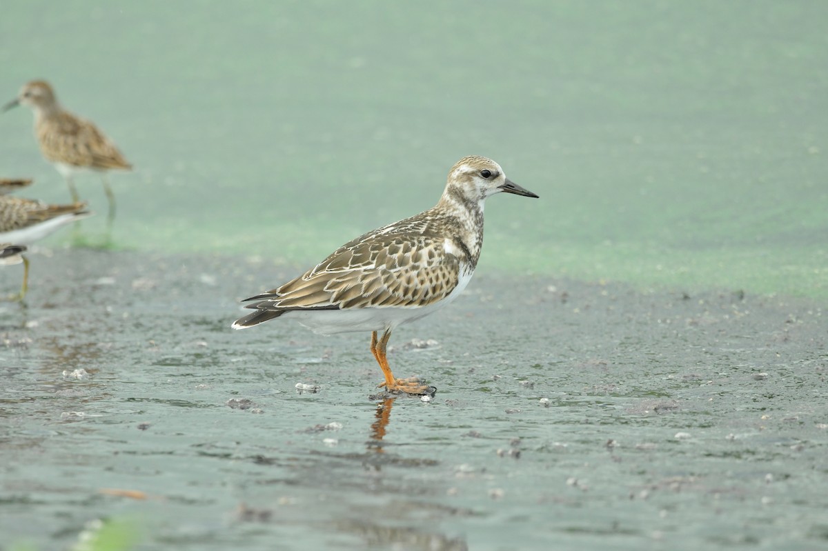 Ruddy Turnstone - ML624159689