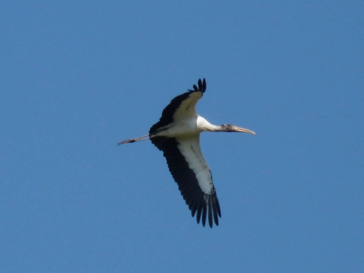 Wood Stork - ML62415971