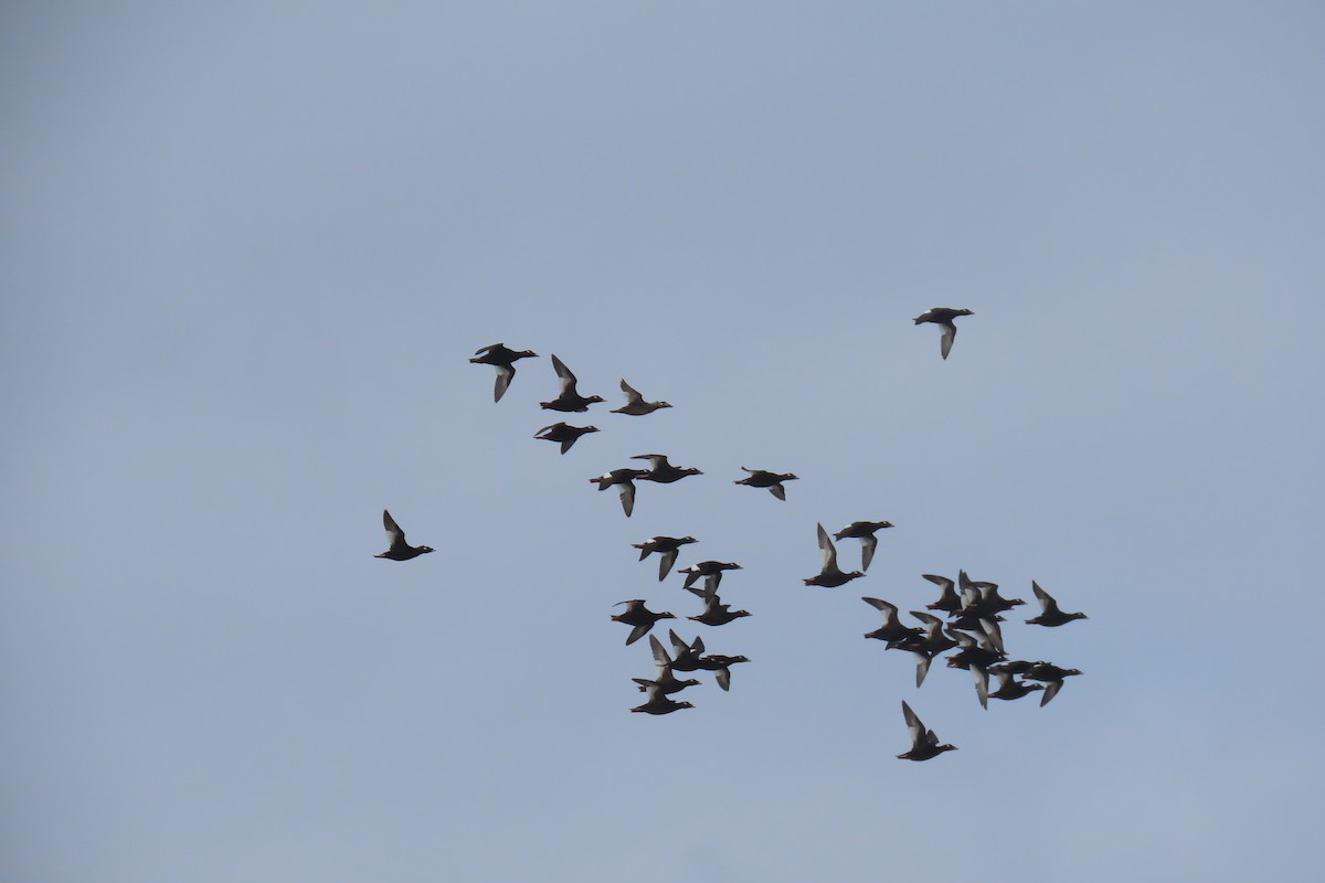 White-winged Scoter - ML624159757