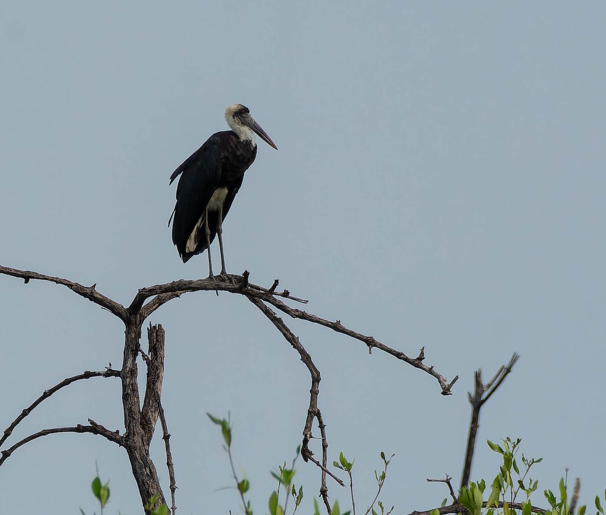 Afrika-Wollhalsstorch - ML624159763