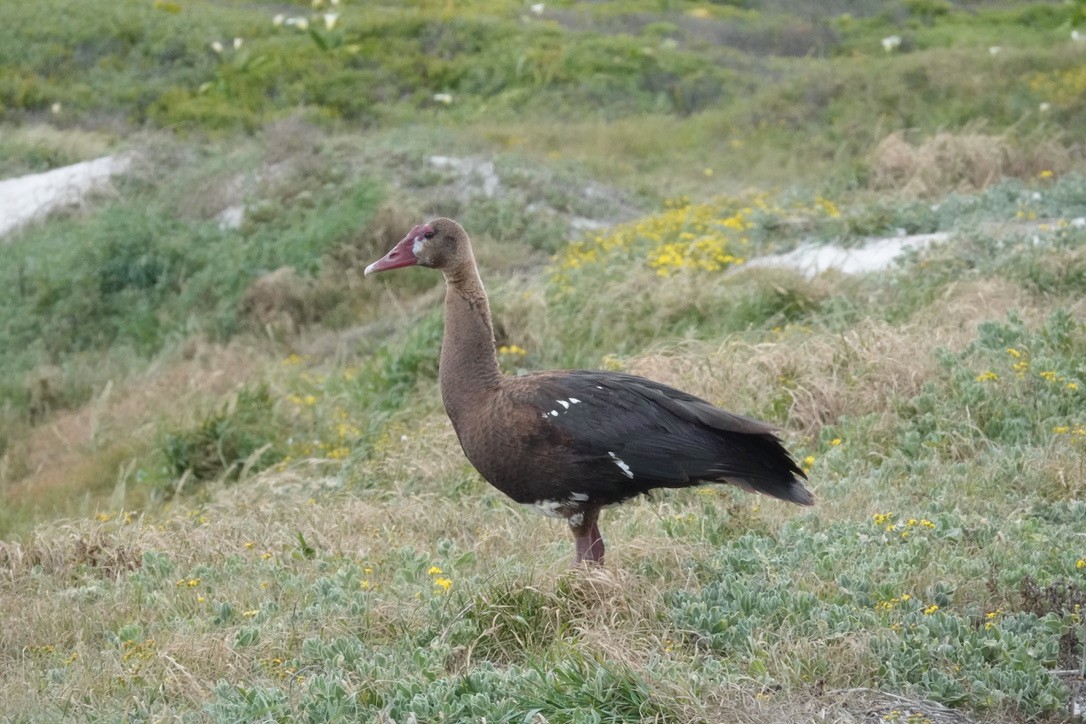 Spur-winged Goose - ML624159764