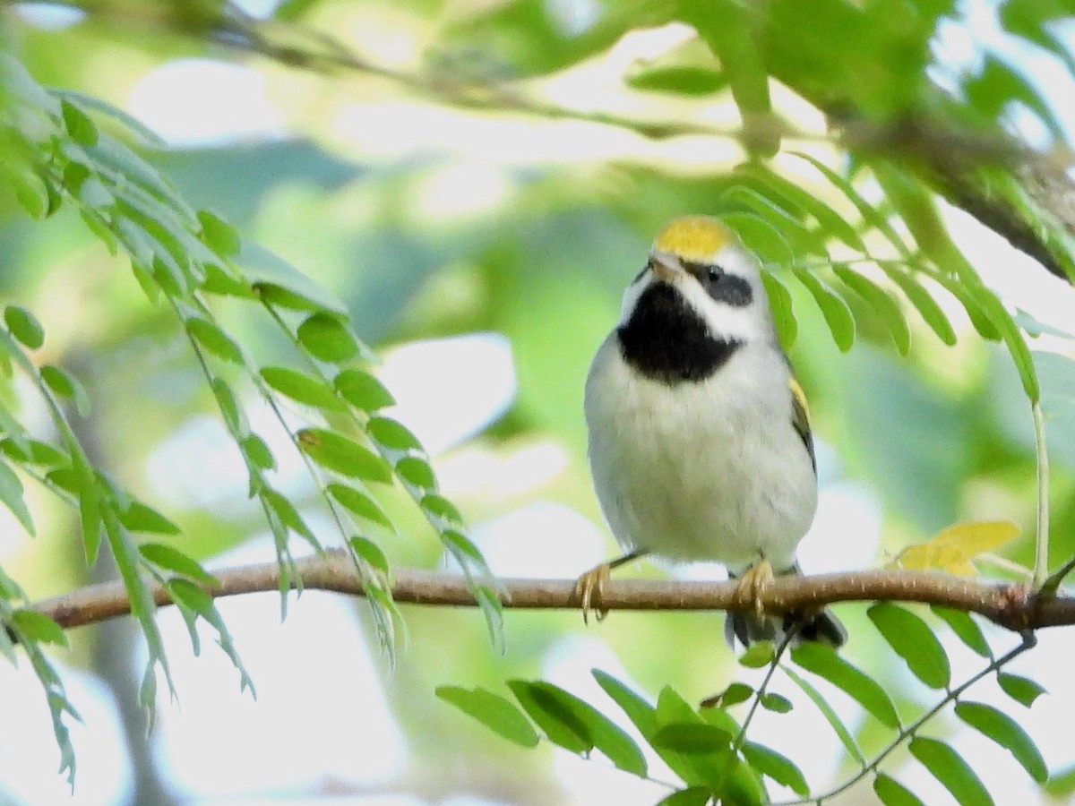 Golden-winged Warbler - ML624159789