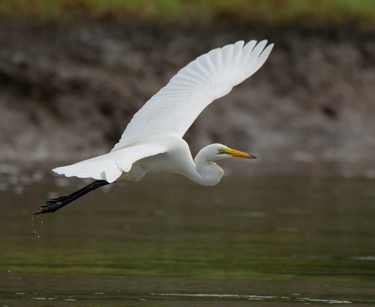 Yellow-billed Egret - ML624159805