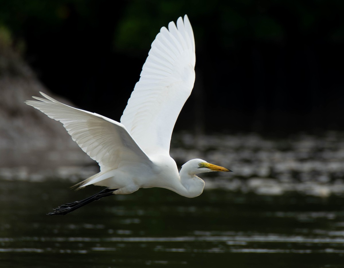 Yellow-billed Egret - ML624159806