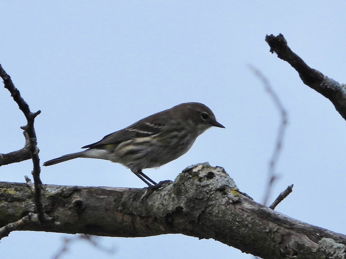 Yellow-rumped Warbler - ML624159807