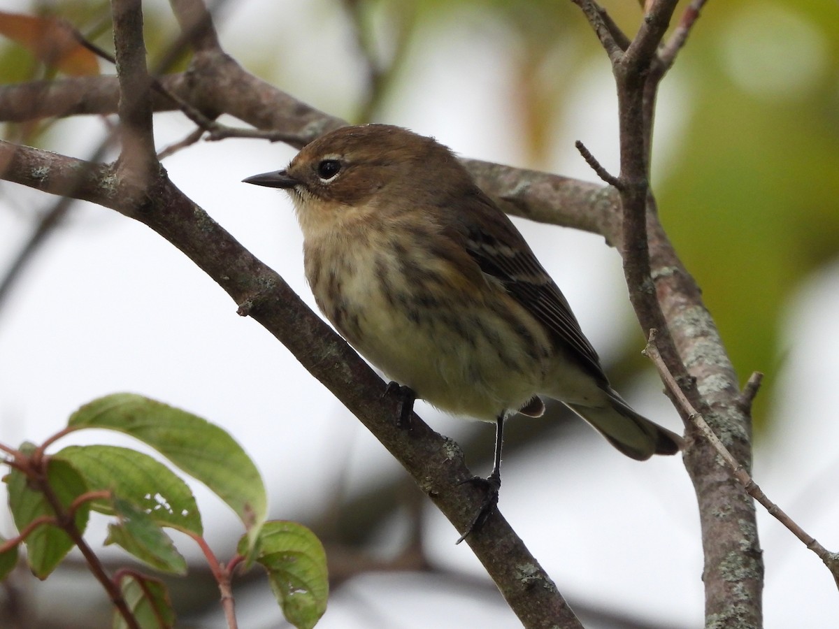 Yellow-rumped Warbler - ML624159808