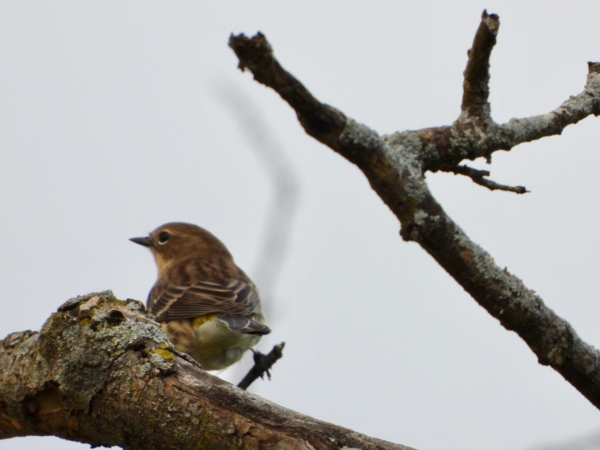 Yellow-rumped Warbler - ML624159809