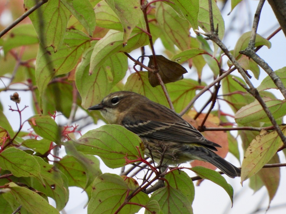 Yellow-rumped Warbler - ML624159810