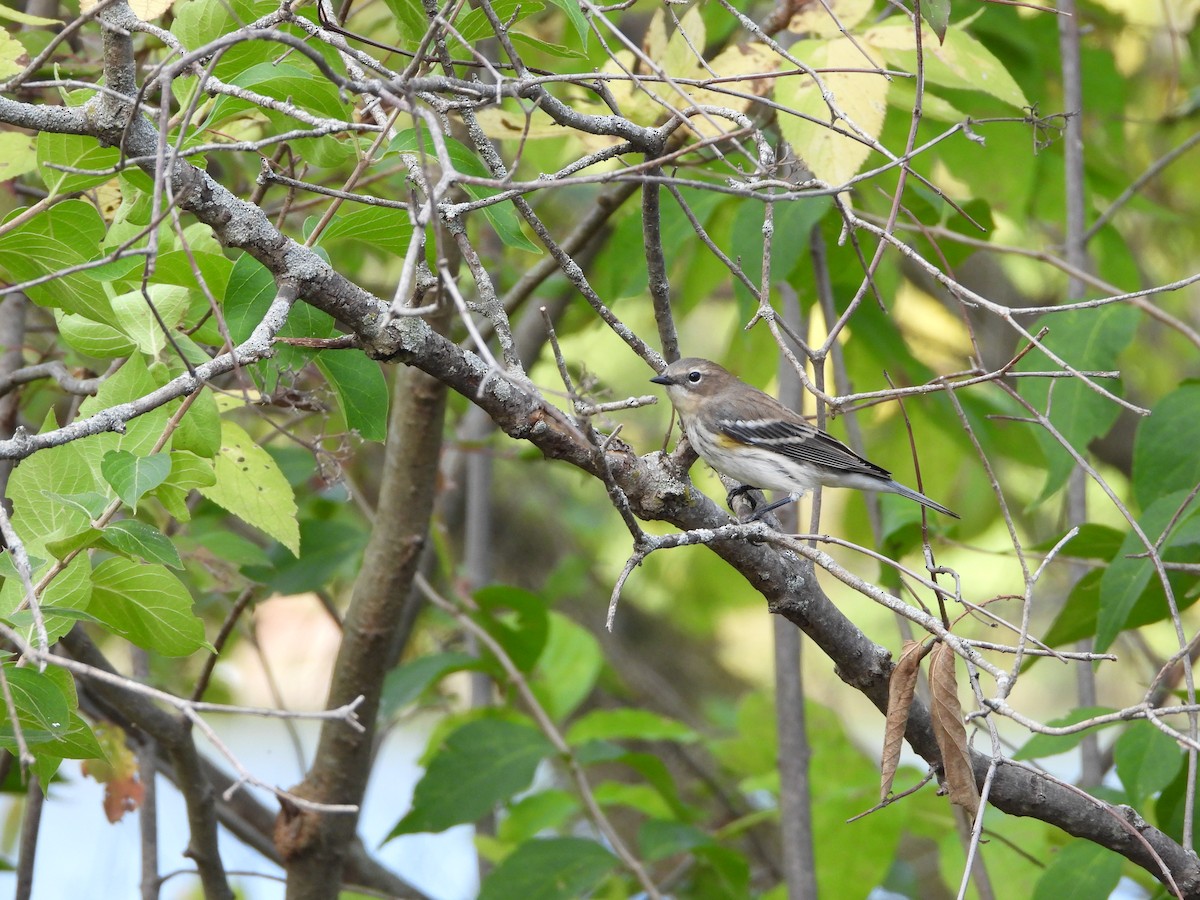 Yellow-rumped Warbler - ML624159813