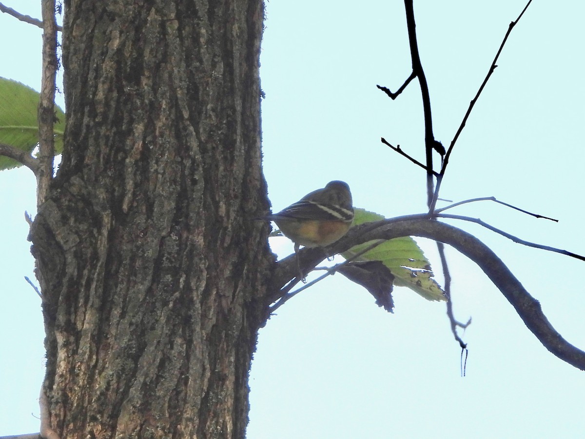 Bay-breasted Warbler - ML624159819