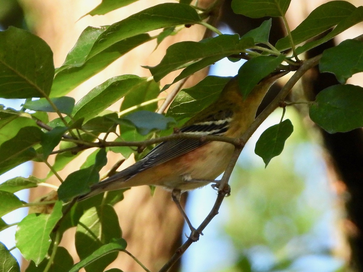 Bay-breasted Warbler - ML624159820