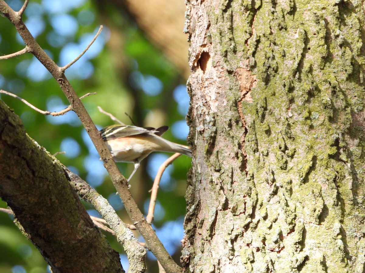 Bay-breasted Warbler - ML624159824