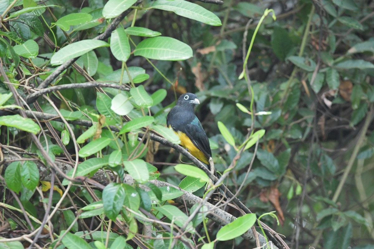 Black-headed Trogon - Héctor Moncada