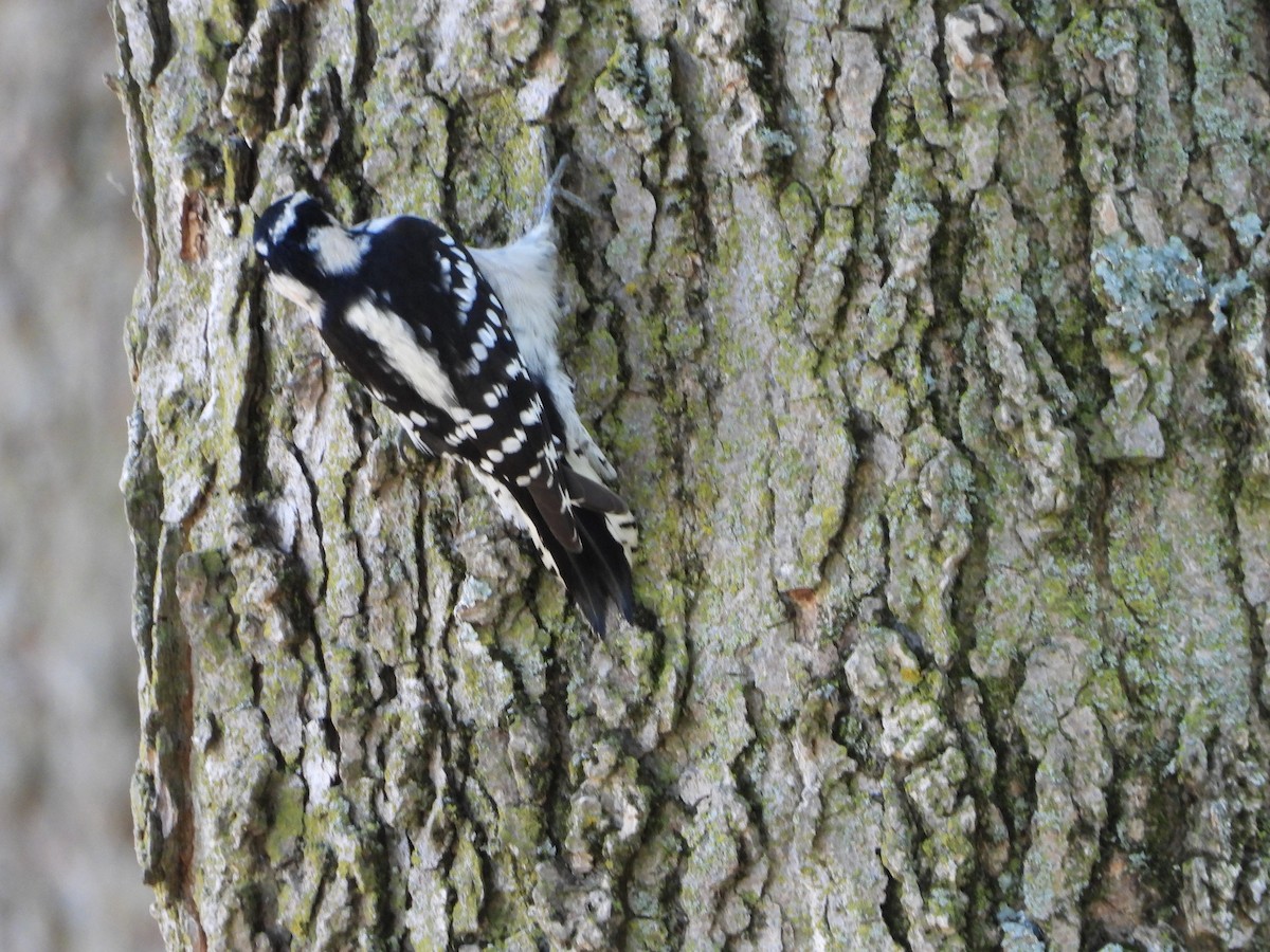 Downy Woodpecker - Jeanette Frazier