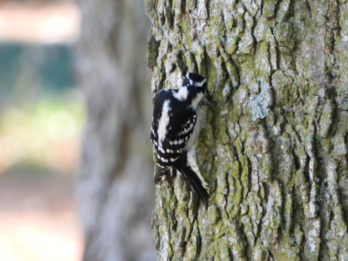 Downy Woodpecker - ML624159867