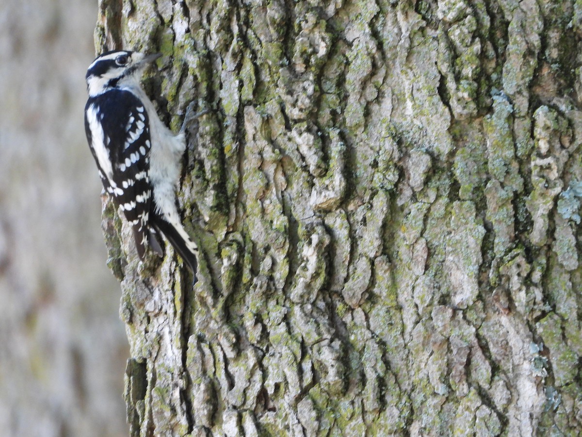 Downy Woodpecker - ML624159868