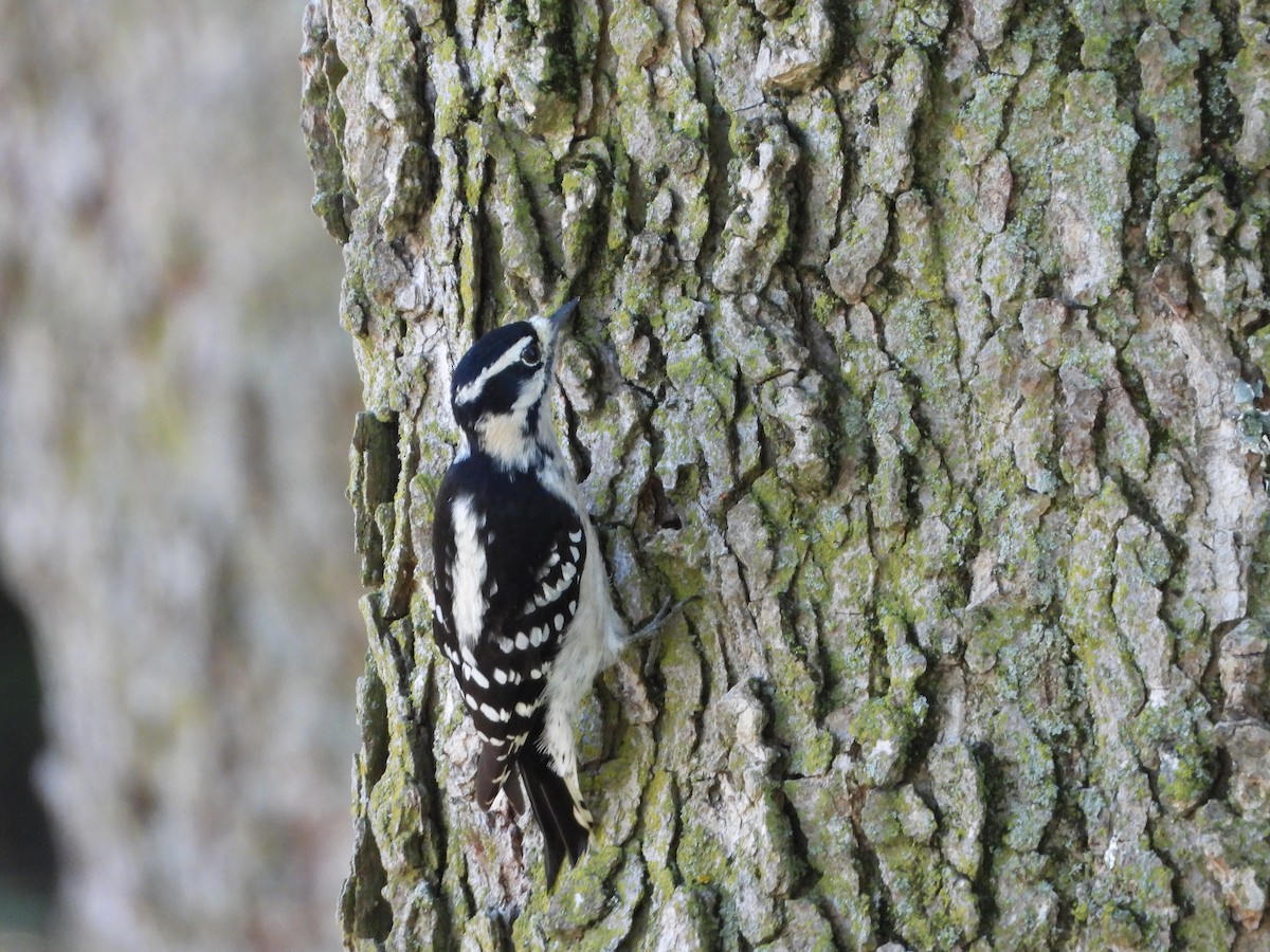 Downy Woodpecker - ML624159869