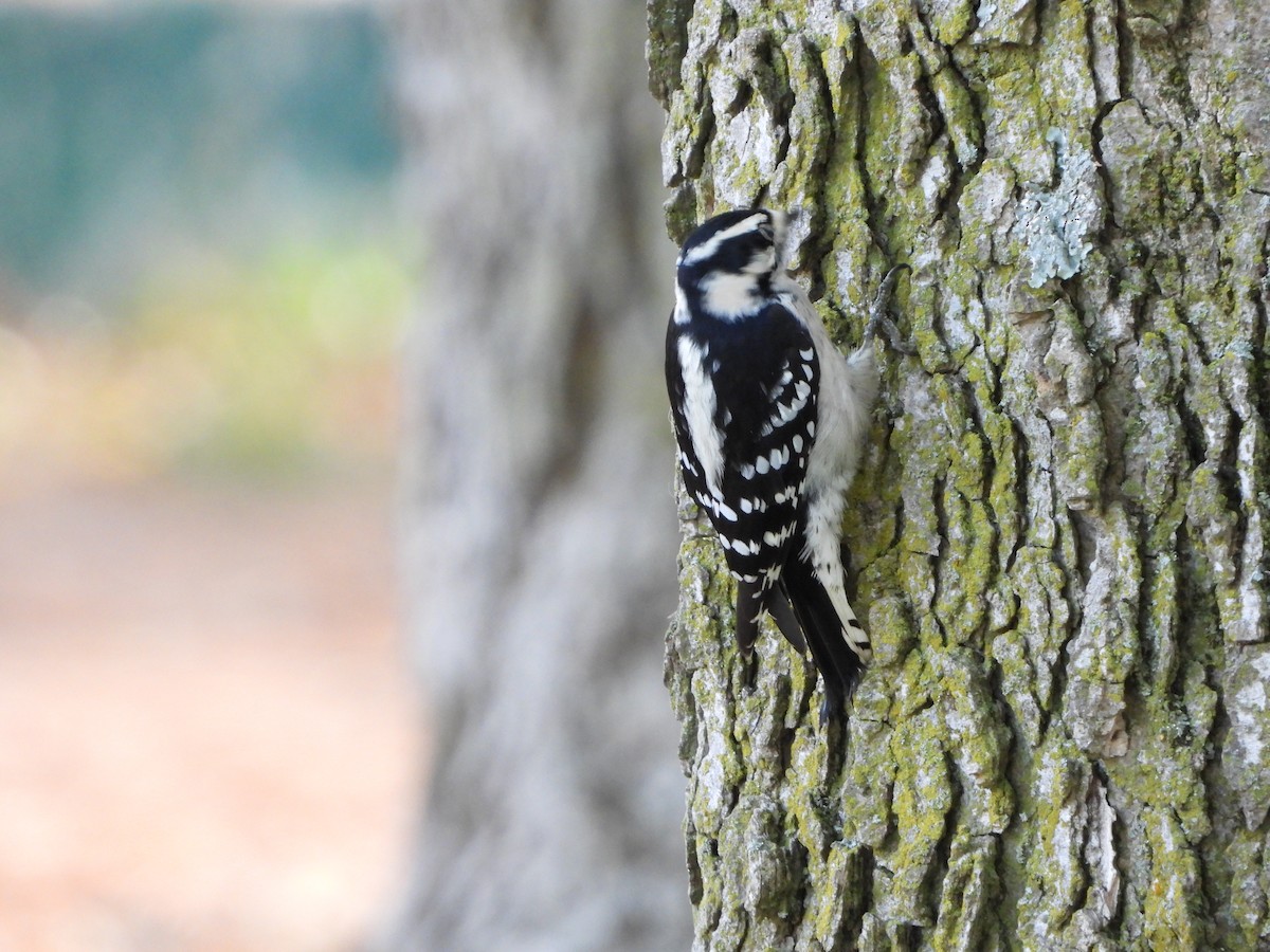 Downy Woodpecker - ML624159870