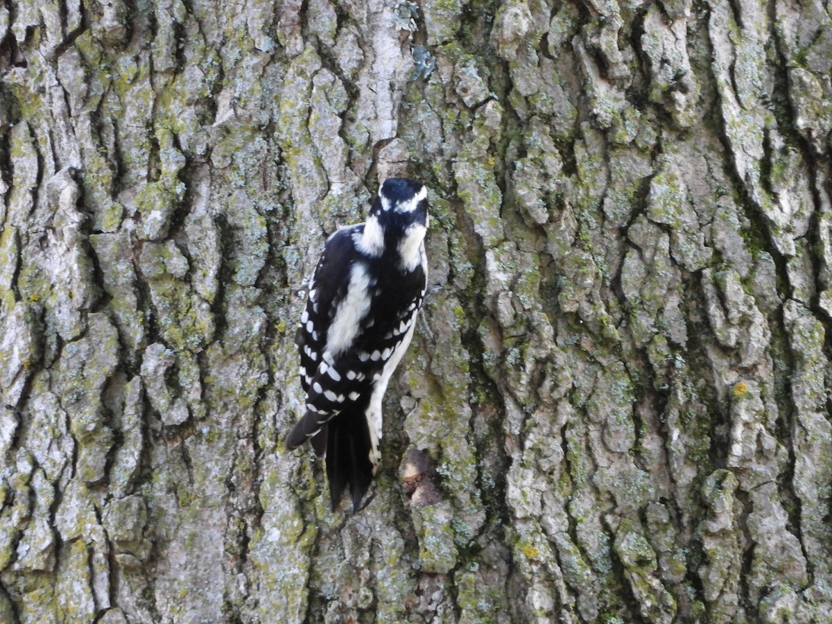 Downy Woodpecker - ML624159871