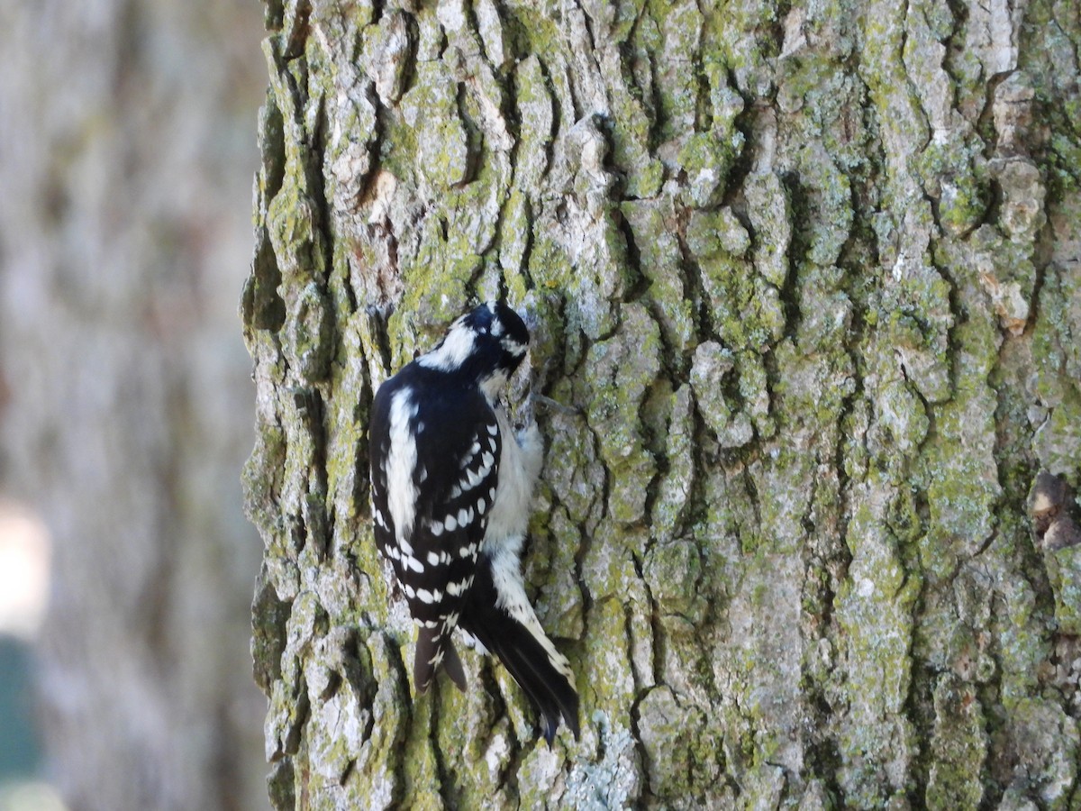 Downy Woodpecker - ML624159872