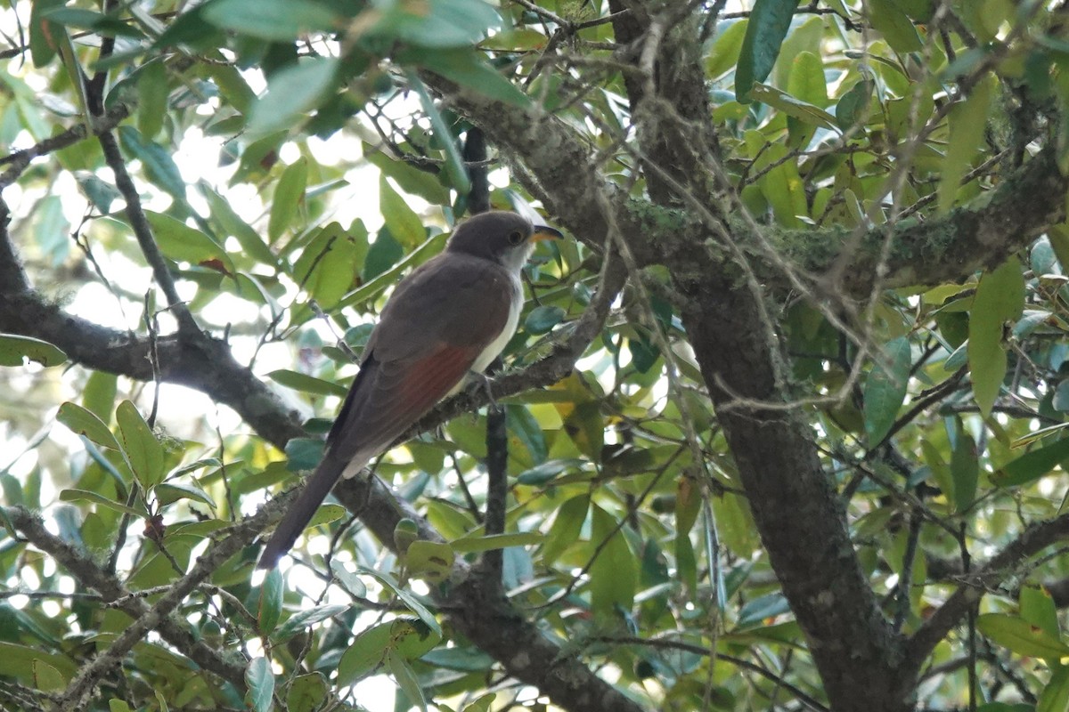 Cuclillo Piquigualdo - ML624159881