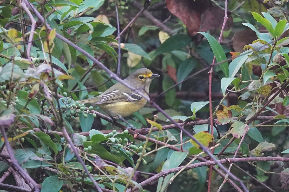 Vireo Ojiblanco - ML624159886