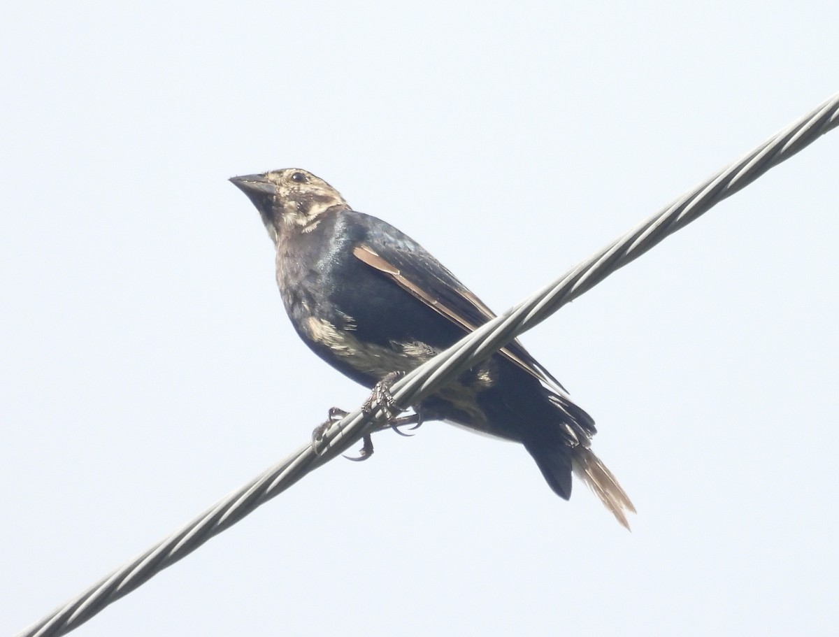 Brown-headed Cowbird - ML624159955