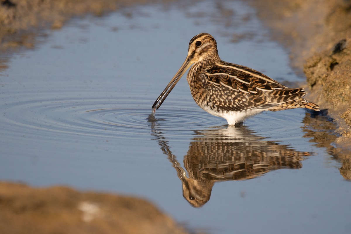 Common Snipe - ML624159992