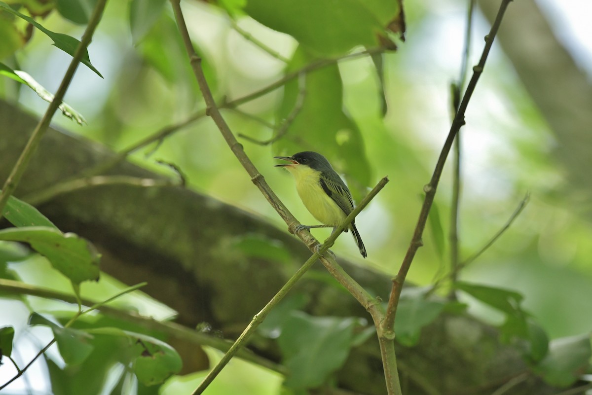 Common Tody-Flycatcher - ML624159996