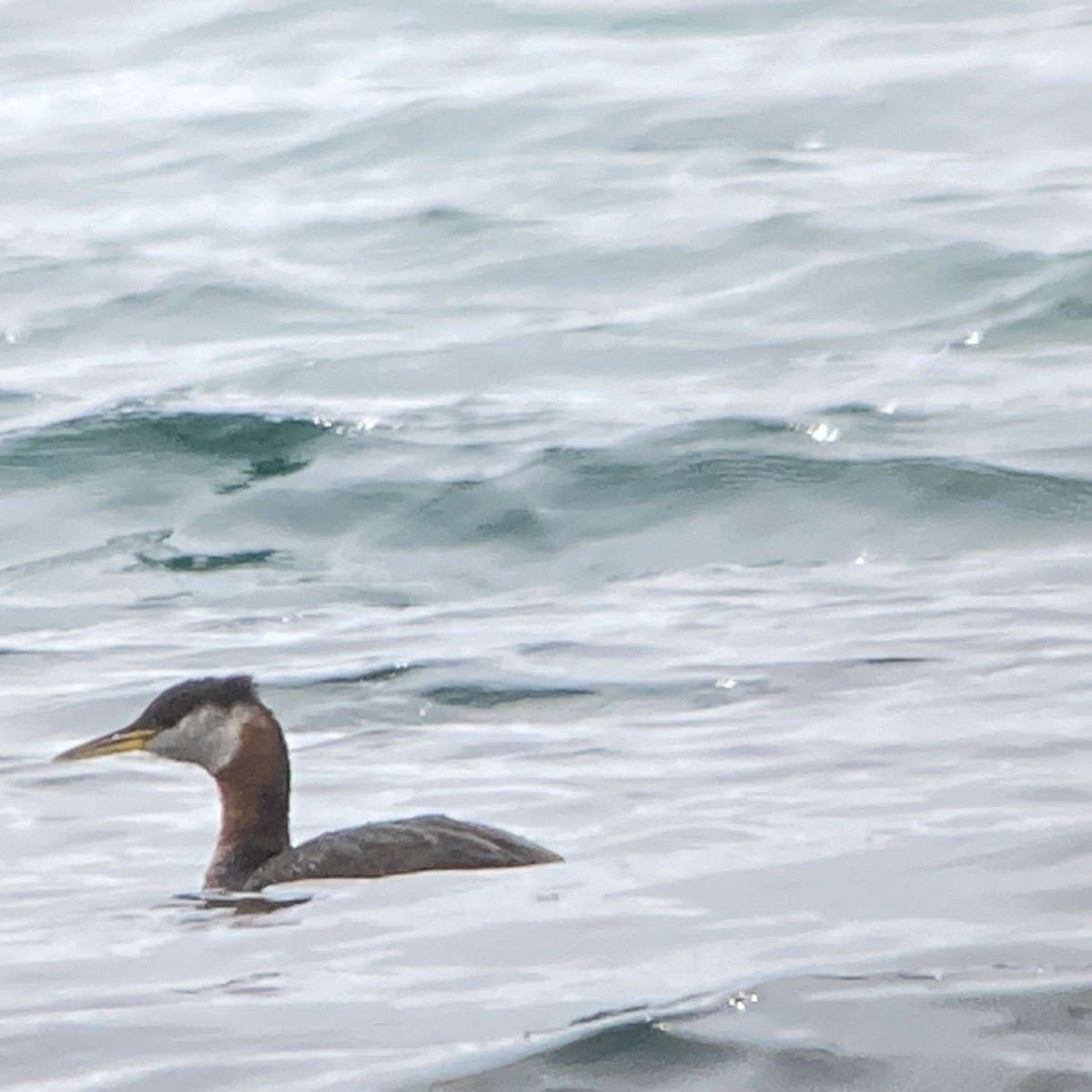 Red-necked Grebe - ML624160012