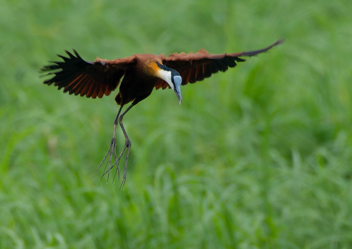 African Jacana - ML624160034