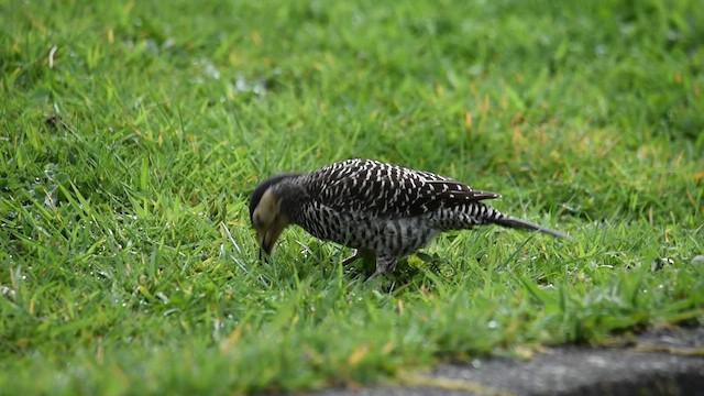 Chilean Flicker - ML624160038