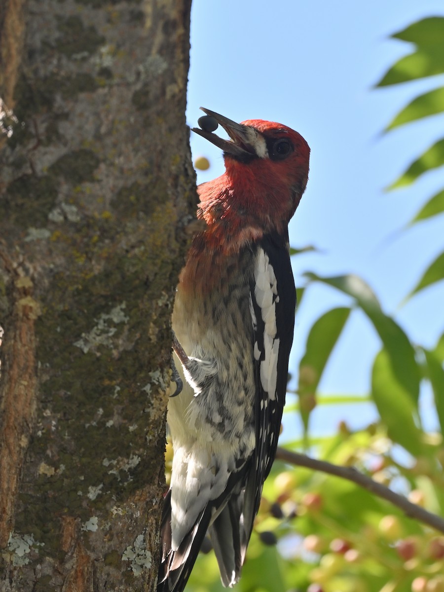 Red-breasted Sapsucker - ML624160040