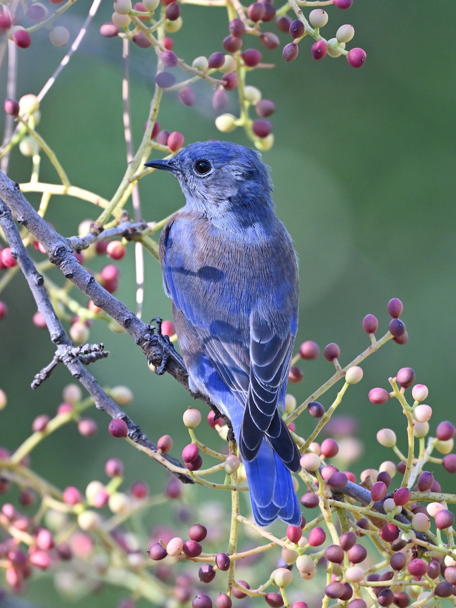 Western Bluebird - ML624160051