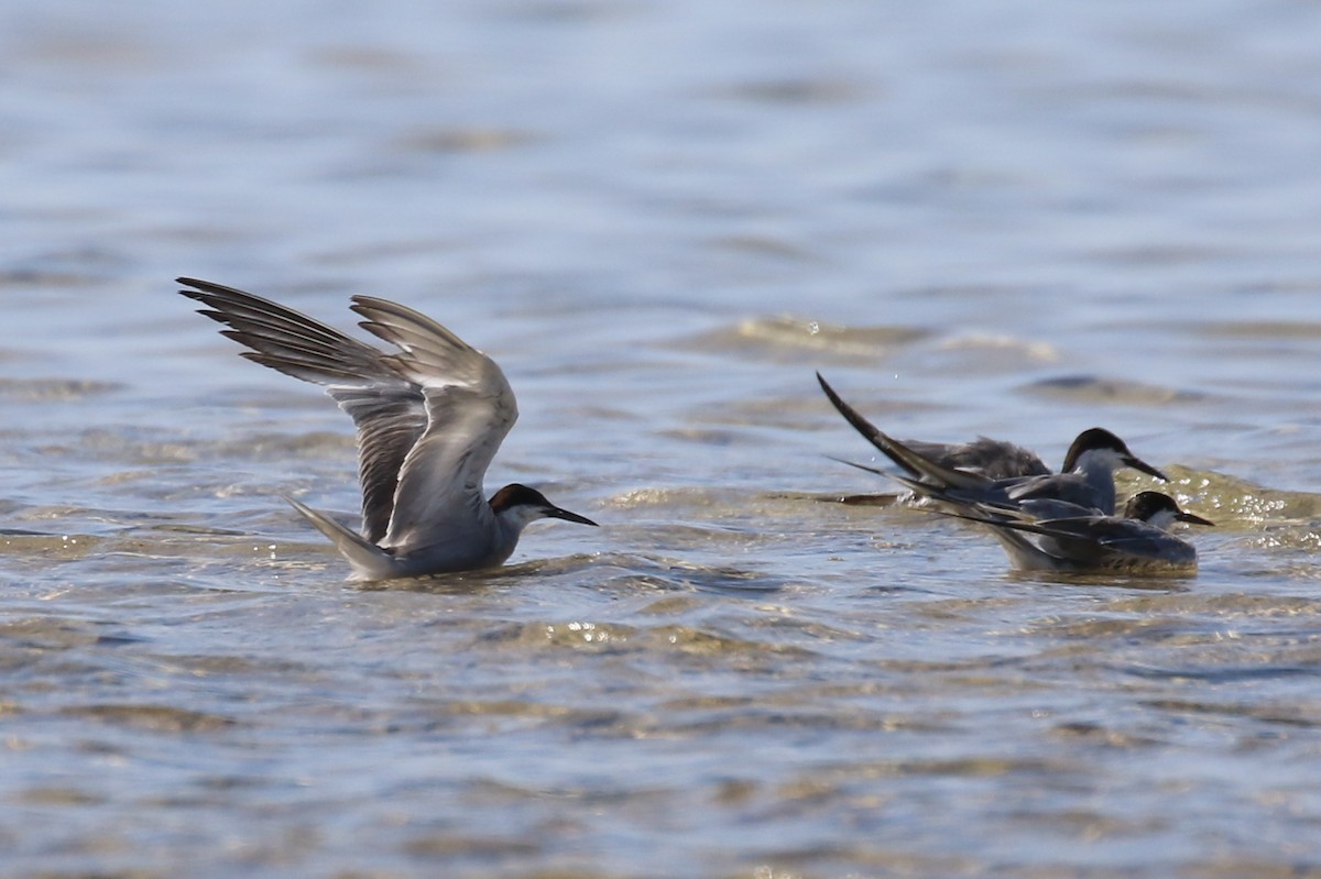 White-cheeked Tern - Chris Kehoe