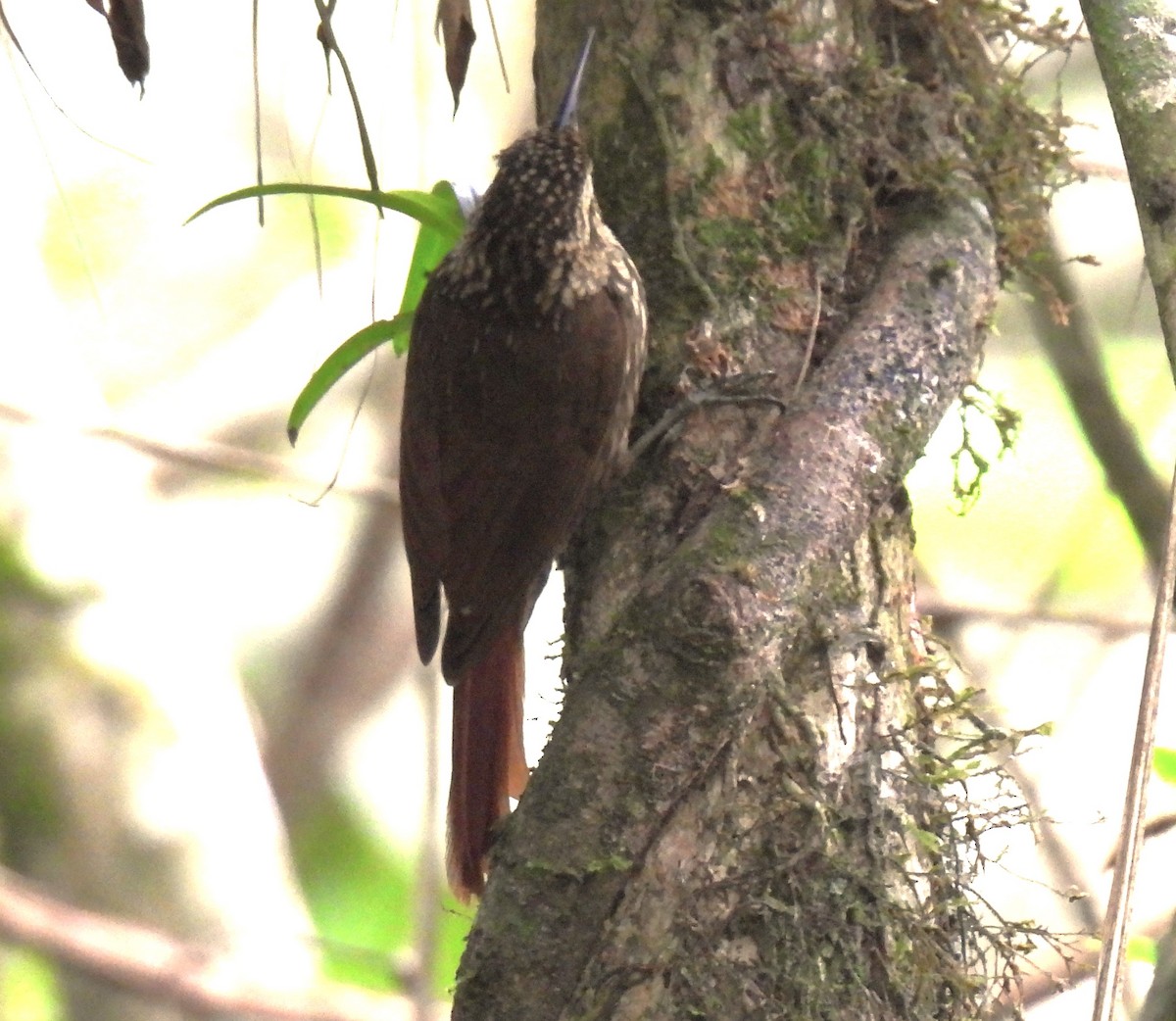 Lesser Woodcreeper - ML624160100