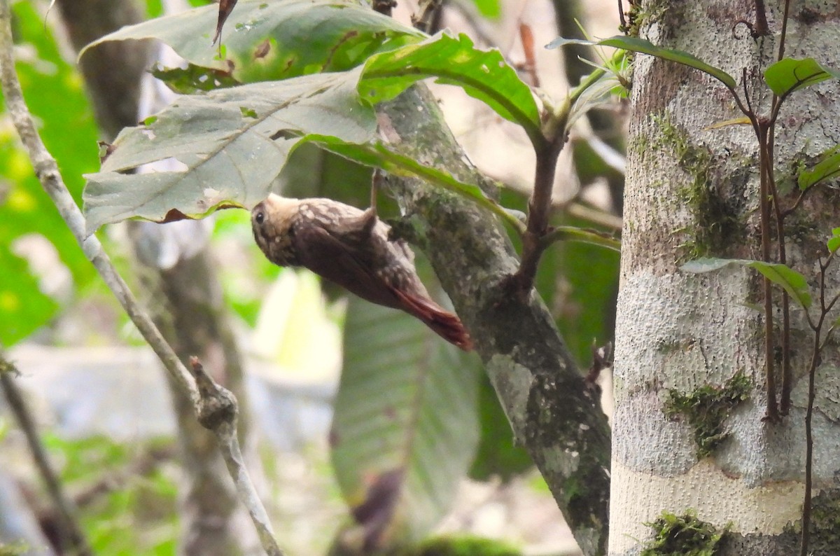 Lesser Woodcreeper - ML624160110