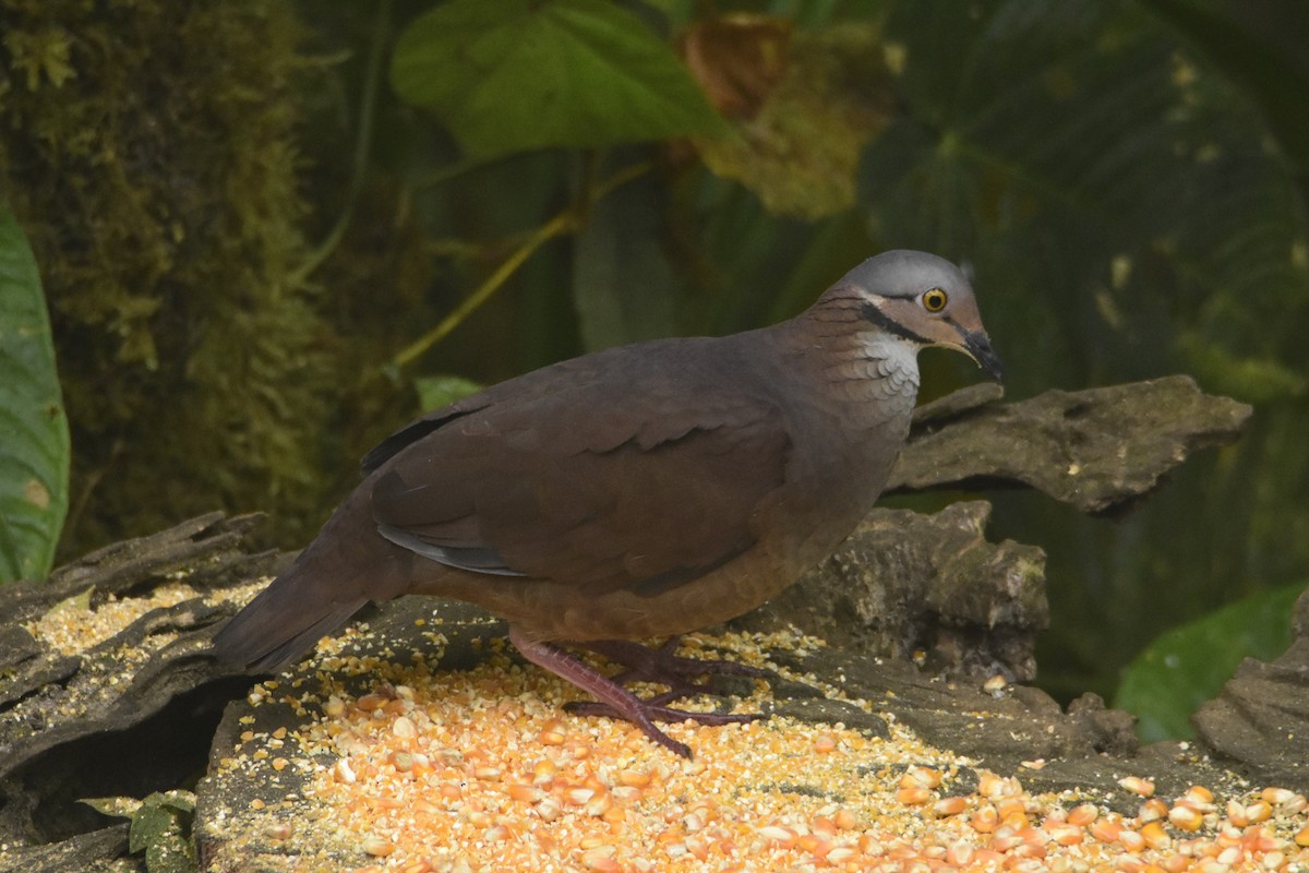 White-throated Quail-Dove - Pablo José Sanchez Loayza