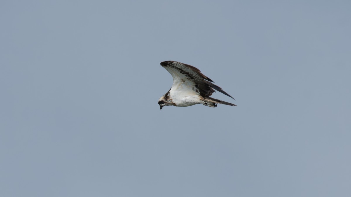 Balbuzard pêcheur (haliaetus) - ML624160133