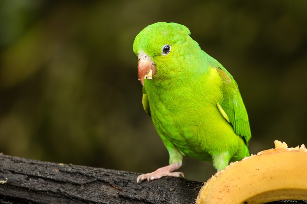 Plain Parakeet - ML624160154