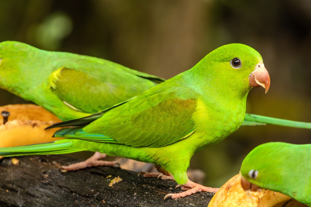 Plain Parakeet - ML624160157